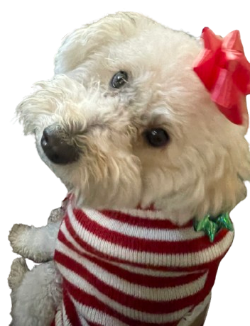 My dog penny with a christmas bow on her head.